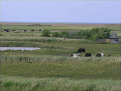 Cley Marsh View