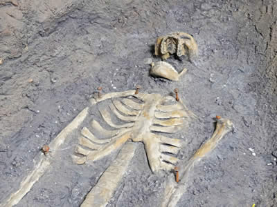 Elizabethan Skeleton