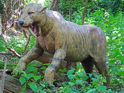 Sabre Toothed Tiger