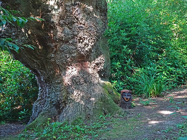 King Oak Tree Trunk