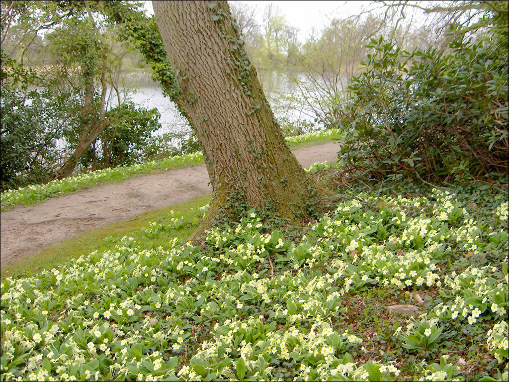 Fairhaven Woodland and Water Gardens, Norfolk Broads