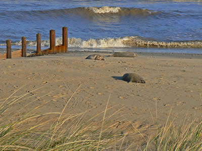 Beach Seals