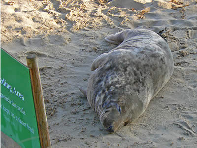 Seal Asleep