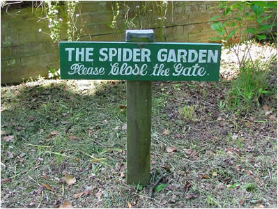 Spider Garden