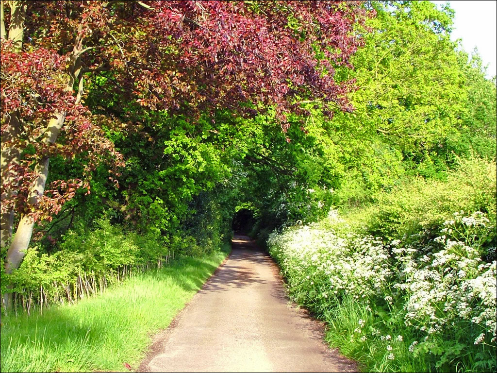 Country Lanes