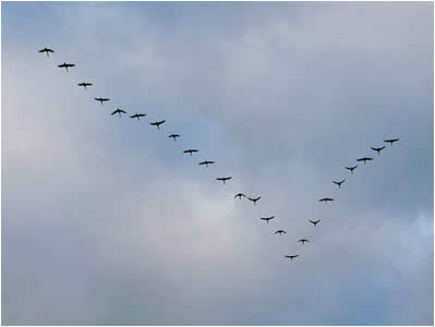 Flying Birds
