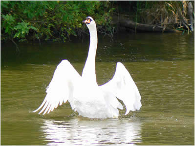Swan on Barton Broad