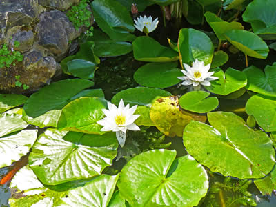 White Water Lillies