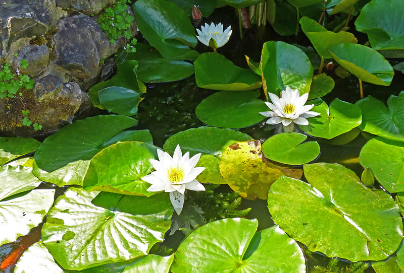 White Water Lillies