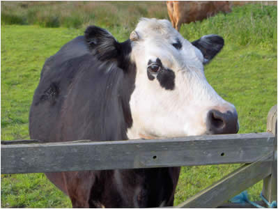 Cow