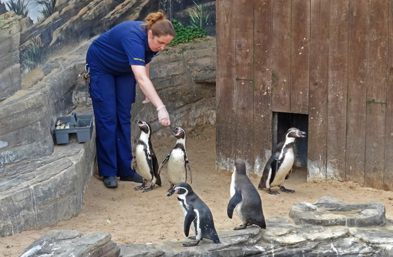 Feeding Penguins