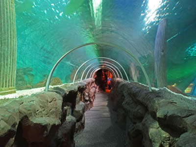 Ocean Tunnel
