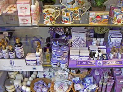 Norfolk Lavender